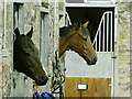 Middleham racing stable