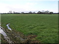 Green Field and Trees