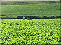 Footpath through the turnip fields