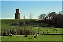 SU0306 : Horton Tower & spring lambs by Simon Barnes
