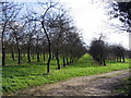 Orchard at Elwell Farm, Waytown.