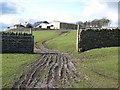 Jollybody Farm above Stanhope