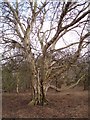 Historic birch tree in Staverton Park