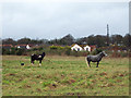 Ponies near Odstock Hospital