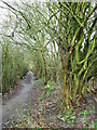 Harcamlow Way at Takeley