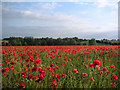 Poppies at Bran End