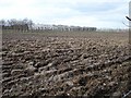 Ploughed orchard