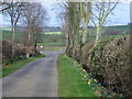 Daffodils in Pound Lane, Eastcote