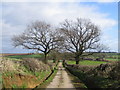 Trees in March