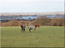 SP5711 : Horses in field, flooded Otmoor beyond by David Hawgood