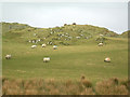 Hill Grazing at Gearach