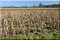 Maize field near Davis