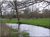 SU0926 : River Ebble, Stratford Tony by Maigheach-gheal