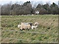 Sheep and house on New Downs Farm