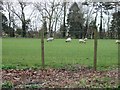 Sheep grazing at Little Sandown Farm