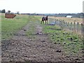 Horse in field at Leamside