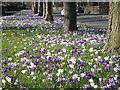 Roadside Crocus Display