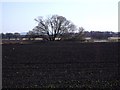 Farmland at Simonswood