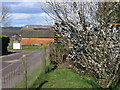 Spring Blossom at the Country Market