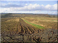 Christmas tree field