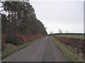 Road and Hedges 2