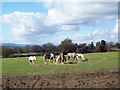 Horses enjoying hay, Tillington