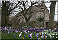 A profusion of crocuses by Fordyce Church of Scotland.