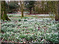 Snowdrops at Carzield