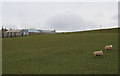 Sheep graze on the northern slopes of Berryleys Farm.