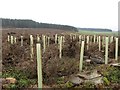 Drumveigh Wood