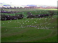 Flock of Gulls Preparing to Land at Kirkton