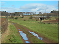 Horses Near the By-Pass