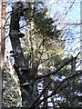 Bracket fungi