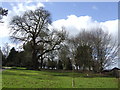 Trees at Lushill