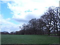 Mature trees south of Midhurst