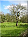 Walnut tree in pasture, Broad Chalke, Wiltshire