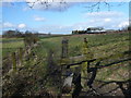 View from Mulberry Wood towards Martins Lane