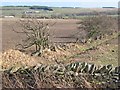 Ploughed fields and hedgerow