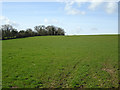 Field opposite Gloucester Road Farm