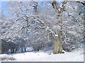 Old Oak in Snow