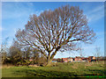 SD4825 : Longton Tree by John Hill