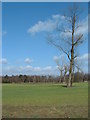 Winter Tree Blue Sky