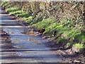 Cock pheasant near Beacon Hill