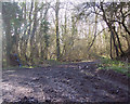 Track into Summerleaze Oaks near Kinghay