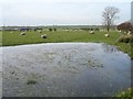 Soggy pasture at Capel Hill Farm