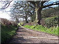 Footpath to Twelve Acre Copse, King