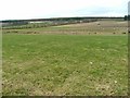 Farmland East of Killen