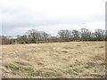 Rough grazing at Wern Farm