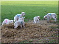 SU0643 : Spring Lambs by Colin Smith