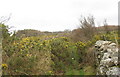 Spreading gorse threatens to choke the path